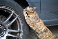 Un chat se faisant les griffes sur un pneu de voiture
