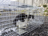 Un chat errant capturé à l'aide d'une cage