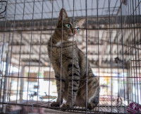 Un chat en cage