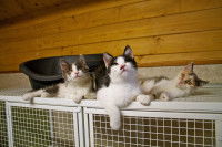 Trois chats dans un refuge