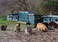 Des chats errants en train de manger dans un refuge