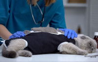 Une vétérinaire stérilisant un chat