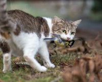 Un chat tenant un oiseau mort entre ses dents