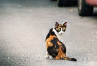 Un chat assis au milieu de la route