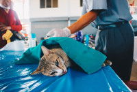 La stérilisation d'un chat