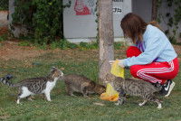 Une femme nourrissant des chats errants