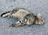 Un chat mort dans la rue