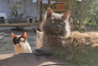 2 chats dans un refuge © Radio France - Elisa Montagnat