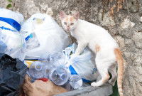 Un chat fouillant des sacs-poubelle