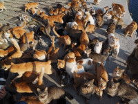 L'île de Sanagishima