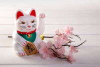 Un Maneki Neko à côté d'une branche de cerisiers en fleurs