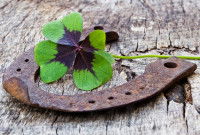 Un trèfle à quatre feuilles posé à côté d'un fer à cheval