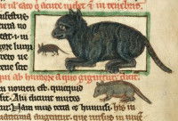 Illustration d'un chat chassant les souris dans un manuscrit religieux