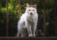 Un chat blanc au regard sinistre assis sur un muret