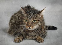 Un chat trempé sous la pluie