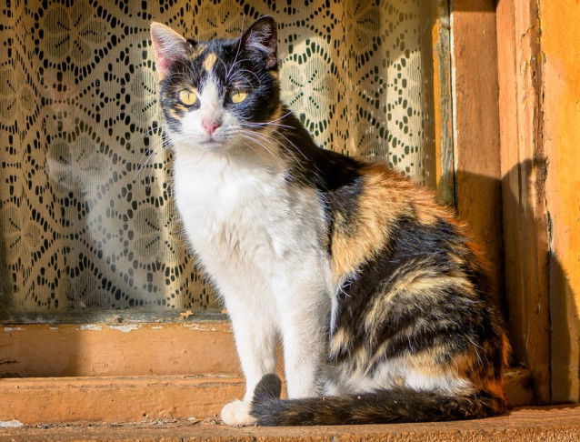 Un chat tricolore assis devant une fenêtre