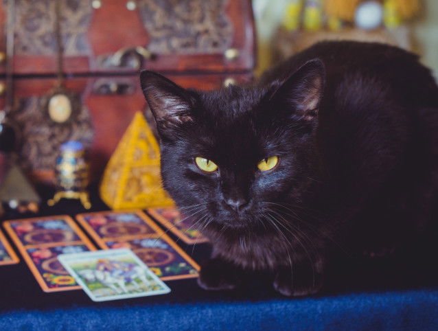 Un chat noir posant à côté d'un jeu de tarot divinatoire