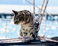 Un chat assis sur un bateau
