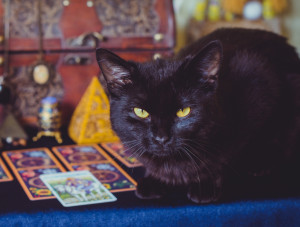 Chat noir, superstition et idées reçues : tout ce qu'il faut savoir