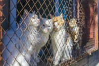 Le vol, conséquence d’un marché noir important