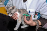 Comment empêcher son chat d’être volé