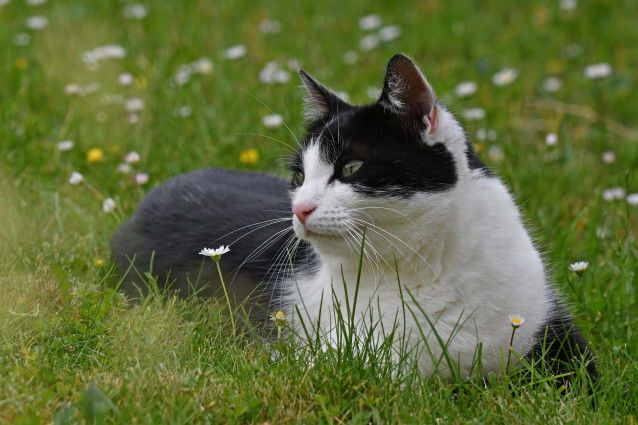 Un chat de gouttière noir et blanc allongé dans le jardin