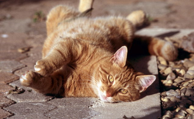 Un chat commun roux et blanc aux yeux jaunes allongé sur le dos