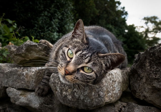 Un chat commun gris tabby allongé sur un mur de pierres