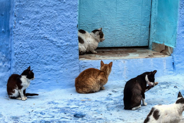 Cinq chats de gouttière dans la rue