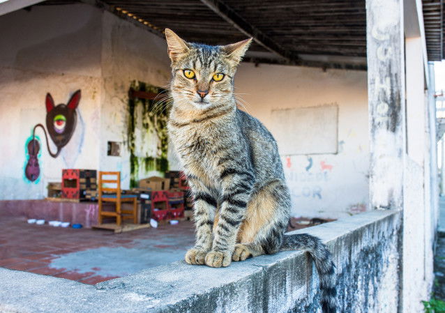 Un chat commun gris tabby aux yeux jaunes