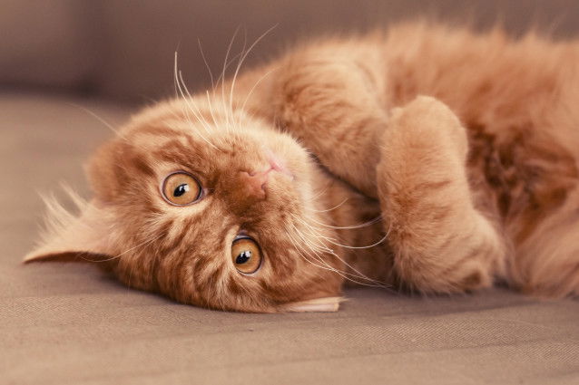 Un chat de gouttière roux allongé sur le carrelage