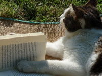 Les Livres d'Origines des chats