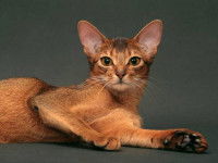Un chat Abyssin