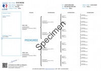Un exemple de pedigree fait par le Livre des Origines Françaises (LOOF)
