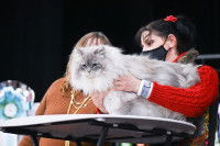 Une femme en train d'examiner un chat de race