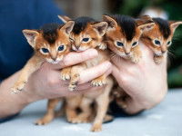 Une personne tenant quatre chatons dans ses mains