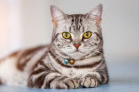 Un chat de race American Shorthair