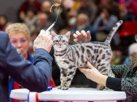 Un chat de race en train d'être présenté lors d'une exposition féline