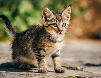 Un chaton de gouttière
