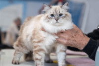 Un chat se faisant examiner pour son pedigree