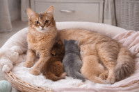 Un chat allongé dans un panier, allettant ses trois chatons