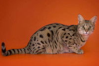 Un chat d'une race récemment créée, le Savannah