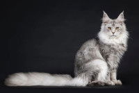 Un chat d'une race bien établie, le Maine Coon