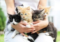 Une femme tenant des chatons sur ses genoux