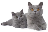 Un chat de race British Shorthair avec son chaton
