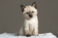 Un chaton Siamois