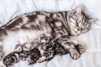 Un chat de race British Shorthair allaitant ses chatons