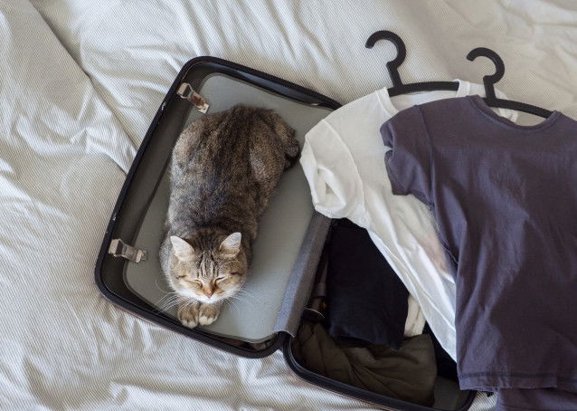 Un chat installé dans une valise ouverte, prêt à partir en voyage