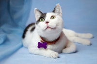 Un chat blanc et gris aux yeux verts, allongé et portant un collier auquel est accrochée une médaille violette en forme d'os.