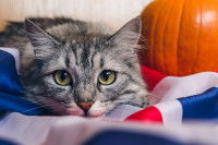 Un chat gris tigré allongé sur un drapeau du Royaume-Uni regardant la caméra.
